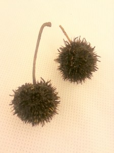 松果 | JCR Collections