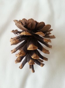 松果 | JCR Collections