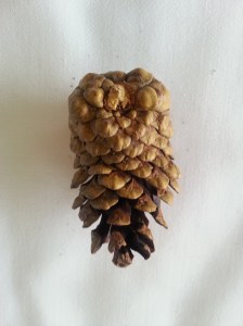 松果 | JCR Collections