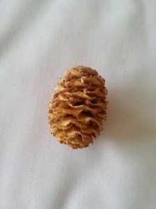 松果 | JCR Collections