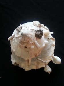 綴殼螺 (Xenophora pallidula)