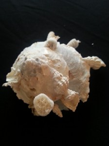 綴殼螺 (Xenophora pallidula)