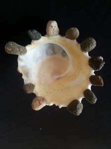 綴殼螺 (Xenophora pallidula)