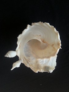 綴殼螺 (Xenophora pallidula)