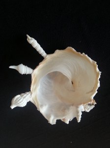 綴殼螺 (Xenophora pallidula)