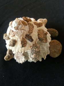 綴殼螺 (Xenophora pallidula)