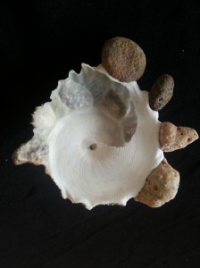 綴殼螺 (Xenophora pallidula)