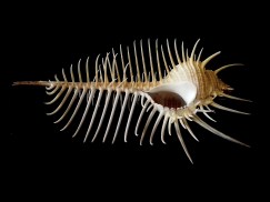 維納斯骨螺 (Murex pecten)