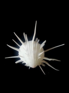 帝王海菊蛤 (Spondylus imperialis)