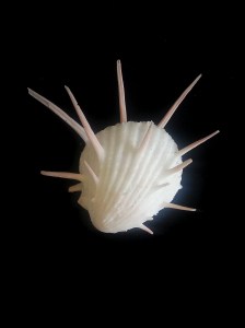 帝王海菊蛤 (Spondylus imperialis)