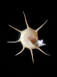 長刺星螺 (Guildfordia yoka)