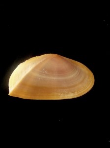 枯葉櫻蛤 (Tellina foliacea)