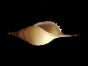 馬丁長鼻螺 (Tibia martini)