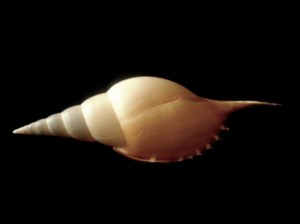 馬丁長鼻螺 (Tibia martini)