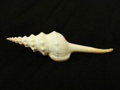 紡軸長旋螺 (Fusinus colus Linnaeus)