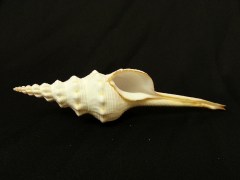 紡軸長旋螺 (Fusinus colus Linnaeus)