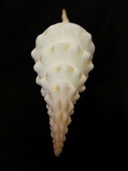 紡軸長旋螺 (Fusinus colus Linnaeus)