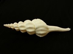 長旋螺 (Salisbury's Spindle)