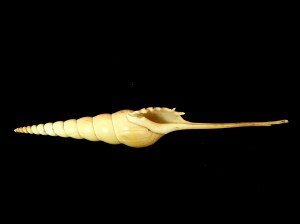 長鼻螺 (Tibia fusus)