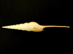 長鼻螺 (Tibia fusus)