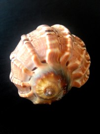 大楊桃螺 (Harpa Major)