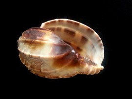 大楊桃螺 (Harpa Major)