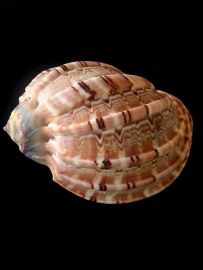 大楊桃螺 (Harpa Major)