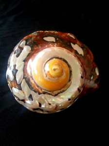 南非蠑螺 (Turbo sarmaticus)