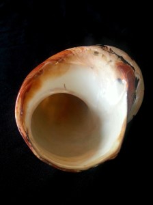 南非蠑螺 (Turbo sarmaticus)