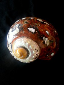 南非蠑螺 (Turbo sarmaticus)