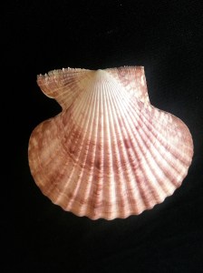 冰島海扇蛤 (Chlamys islandica Muller)