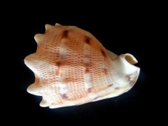 唐冠螺 (Cassis Cornuta)