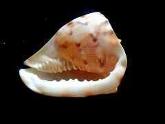 唐冠螺 (Cassis Cornuta)