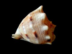 唐冠螺 (Cassis Cornuta)