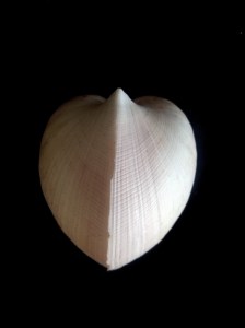 圓魁蛤 (Cucullaea labiata)