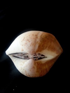 圓魁蛤 (Cucullaea labiata)