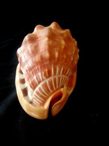 萬寶螺 (Cypraecasis rufa)