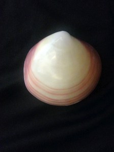 滿月蛤   (Codakia tigerina)