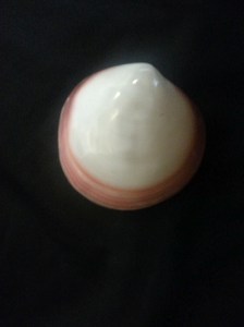 滿月蛤   (Codakia tigerina)