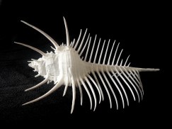 維納斯骨螺 (Murex pecten)