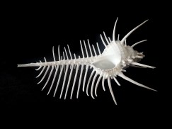 維納斯骨螺 (Murex pecten)