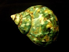 高腰蠑螺 (Turbo stenogyrus)