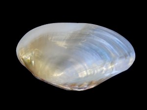 色雷西蛤 (Thracia ovata)