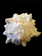 紅口骨螺 (Pyhllonotus erythrostomus)