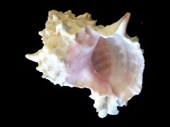 紅口骨螺 (Pyhllonotus erythrostomus)