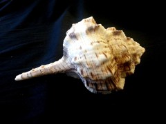 鷸頭骨螺 (Haustellum haustellum)