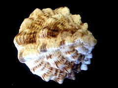 鷸頭骨螺 (Haustellum haustellum)