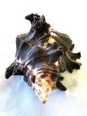 骨螺科 (Muricidae)