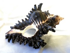 黑千手螺 | JCR Collections 樣本長度: 70mm