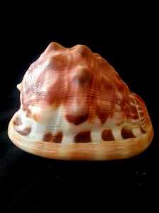萬寶螺 (Cypraecasis rufa)